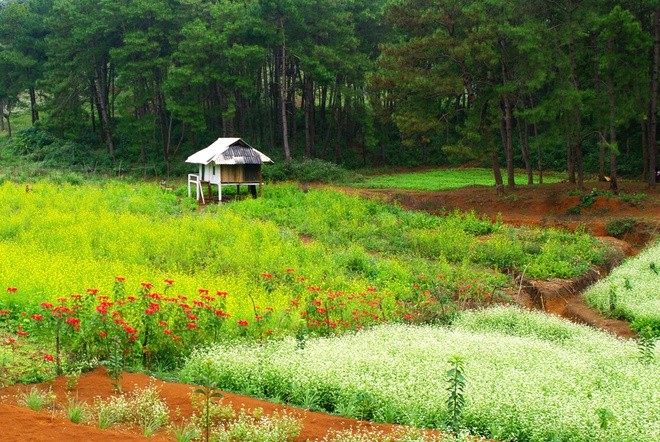 Moc Chau in winter - ảnh 1